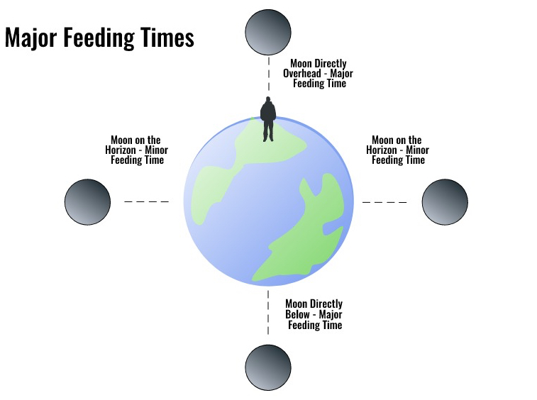 Graphic depiction of major and minor feeding times